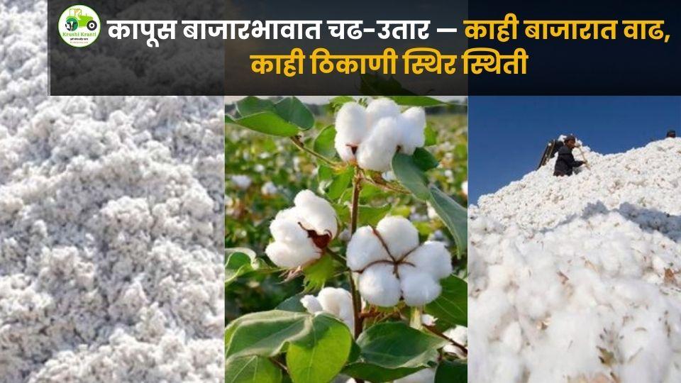 कापूस बाजारभाव 26 नोव्हेंबर 2025: अकोला–वर्धा बाजारात भावात सुधारणा, धामणगाव रेल्वे येथे उच्चांकी दर