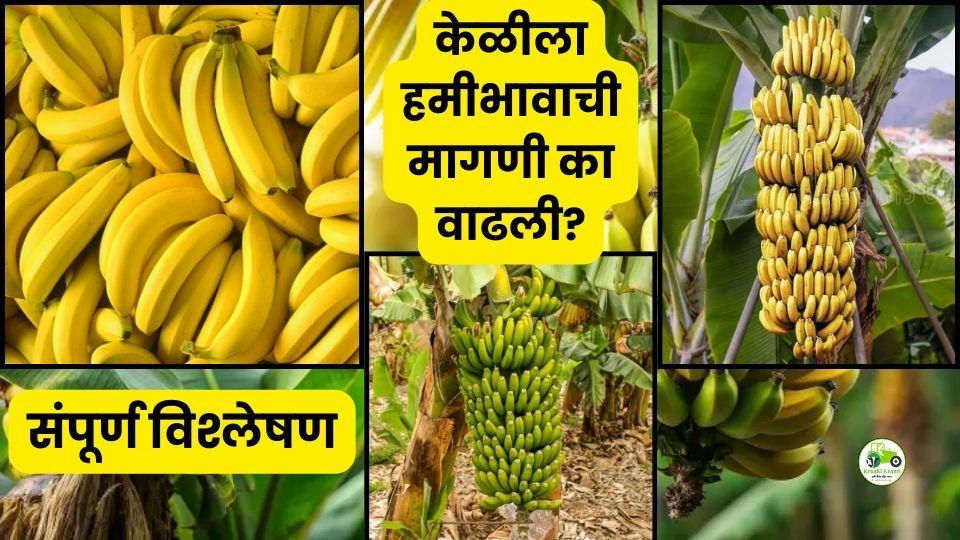 केळी पिकाला हमीभाव जाहीर करा! महाराष्ट्रातील 2.5 लाख हेक्टर क्षेत्र संकटात – शेतकऱ्यांची सरकारकडे तातडीची मागणी