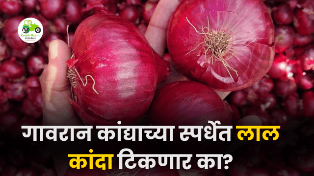 गावरान कांद्याच्या स्पर्धेत लाल कांदा टिकणार का?