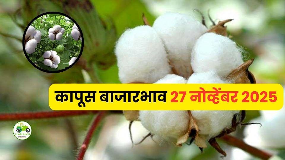 आजचे कापूस बाजारभाव (27 नोव्हेंबर 2025) | महाराष्ट्रातील अमरावती, अकोला, पुलगाव बाजाराचे नवीन दर

