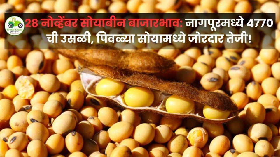२८ नोव्हेंबर सोयाबीन बाजारभाव: नागपूरमध्ये ४७७० ची उसळी, पिवळ्या सोयामध्ये जोरदार तेजी!