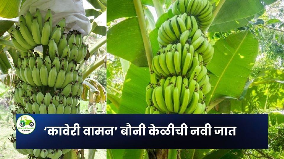 BARC ने विकसित केलेली ‘कावेरी वामन’ बौनी केळीची नवी जात; कमी उंची, कमी खर्च आणि जलद उत्पादन