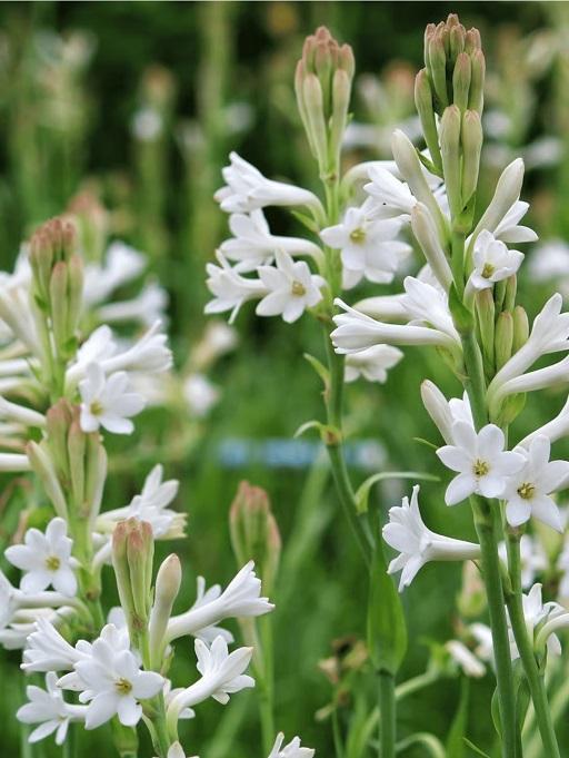 गुलछडी फुलांचे कंद लागवडीसाठी विकणे आहे