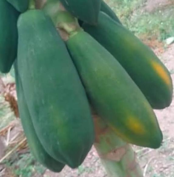 पपई योग्य दरात जागेवर खरेदी केली जाईल