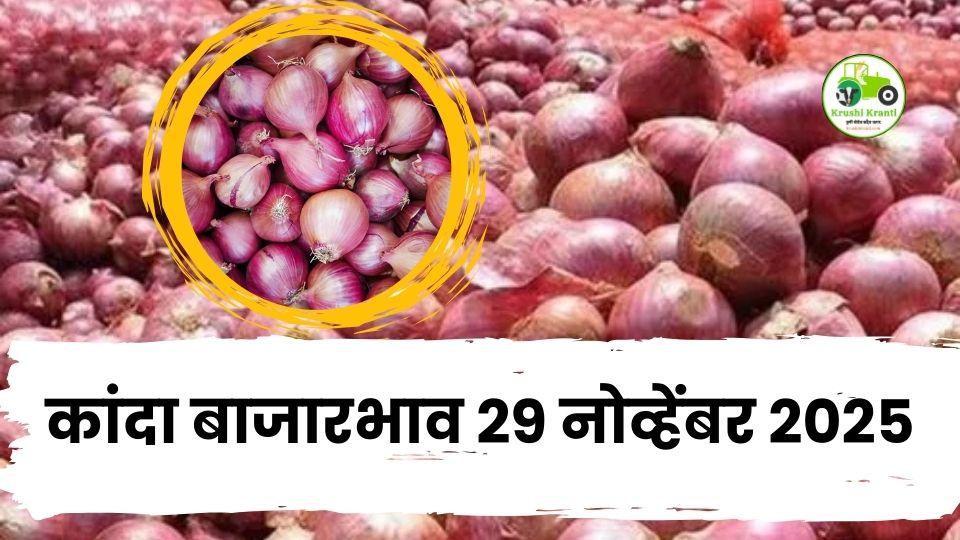 २९ नोव्हेंबर कांदा बाजारभाव: गंजवडमध्ये २५०० पर्यंत उसळी, पोळ कांदा ४२०० वर!

