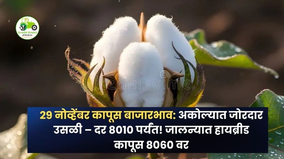 २९ नोव्हेंबर कापूस बाजारभाव: अकोल्यात ८०१० चा उच्चांक, सिंदी(सेलू) मध्ये लांब स्टेपल ७४८०!