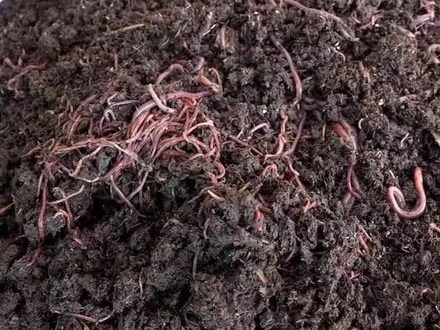 श्री सिंध्दनाथ गांडूळ खत प्रकल्प