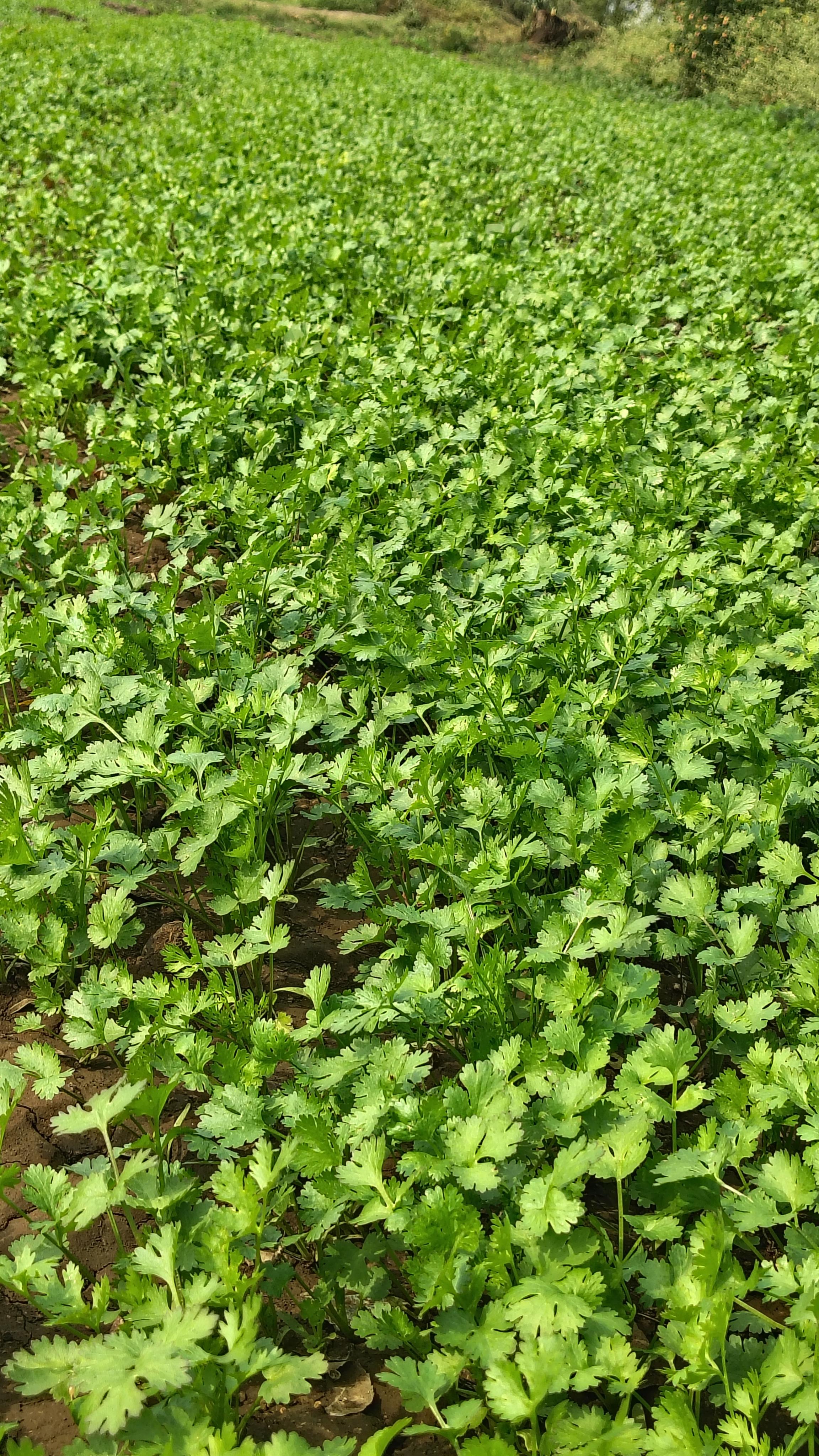 कोथिंबीर प्लॉट विकणे आहे.