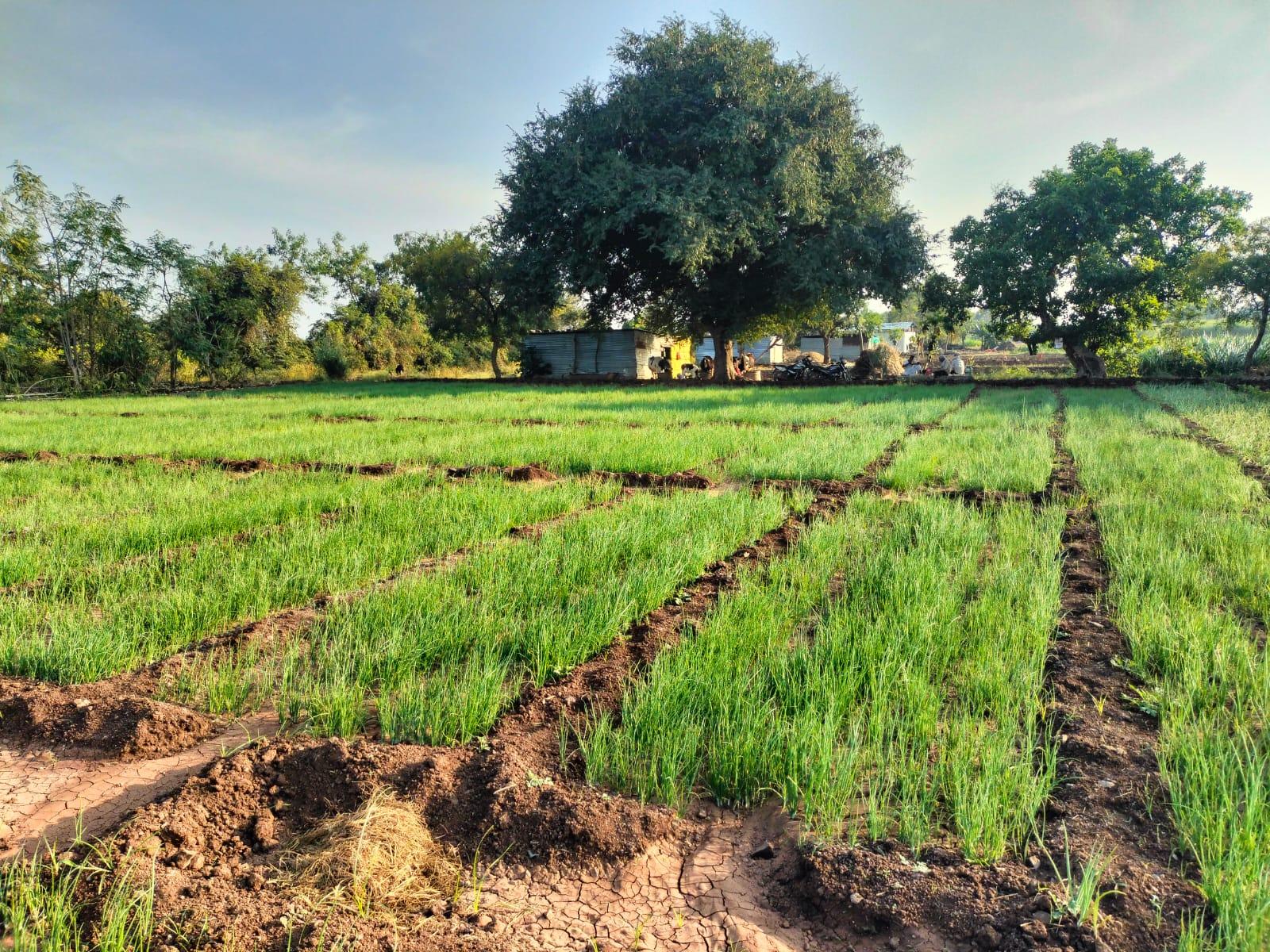 पंचगंगा जातीचे कांदा रोप विक्रीस आहे