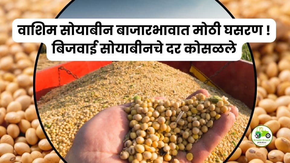 बिजवाई सोयाबीन भाव कोसळल्याने शेतकरी चिंतेत – वाशिम बाजारातील काय बदलले?