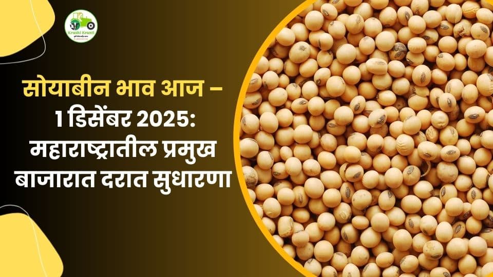 १ डिसेंबर सोयाबीन बाजारभाव: लातूरमध्ये वाढ, अमरावती–नागपूरमध्ये स्थिर दर