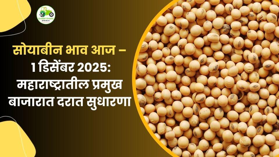 १ डिसेंबर सोयाबीन बाजारभाव: लातूरमध्ये वाढ, अमरावती–नागपूरमध्ये स्थिर दर