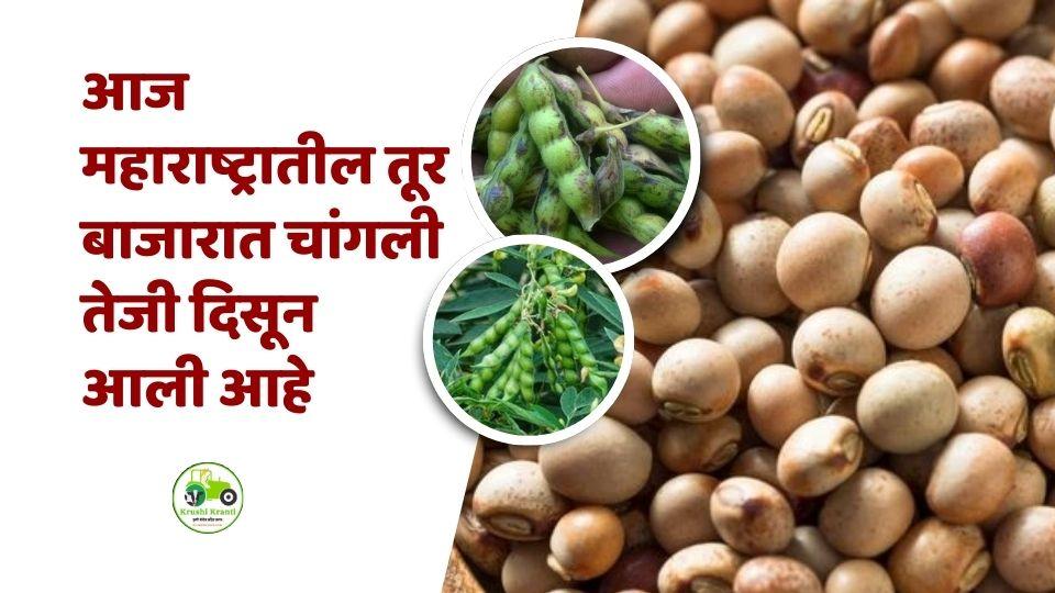 १ डिसेंबर तूर बाजारभाव: अमरावतीत ६८०० चा उच्चांक, लातूर व नागपूरमध्येही तेजी!