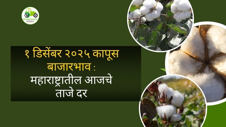 १ डिसेंबर २०२५ कापूस बाजारभाव : आजचे ताजे दर आणि महत्त्वाचे अपडेट्स