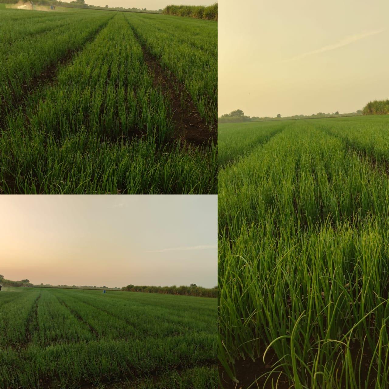 पुना फुरसुंगी कांद्याचे दर्जेदार रोप उपलब्ध