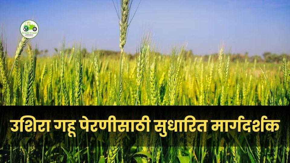 उशिरा गहू पेरणीसाठी संपूर्ण मार्गदर्शक: योग्य वाण, खत, सिंचन आणि उत्पादन वाढवण्याची तंत्रे