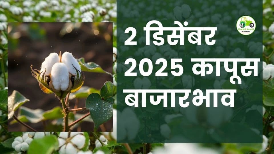 २ डिसेंबर २०२५ कापूस बाजारभाव : महाराष्ट्रातील आजचे अपडेट आणि ताजे दर