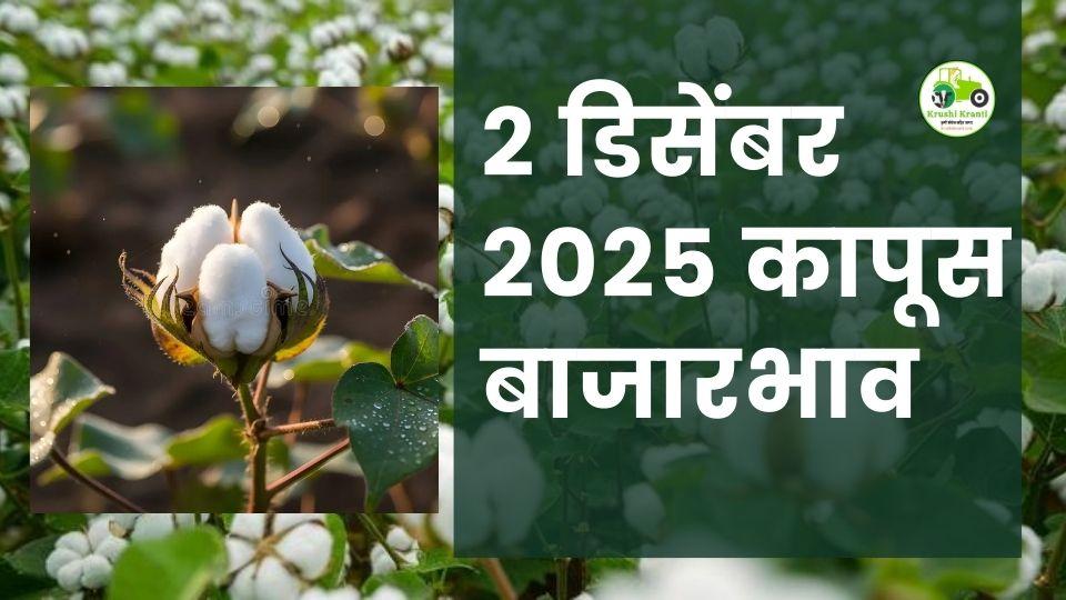 २ डिसेंबर २०२५ कापूस बाजारभाव : महाराष्ट्रातील आजचे अपडेट आणि ताजे दर