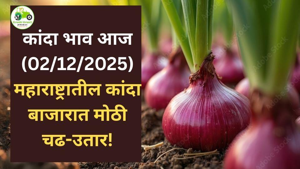 २ डिसेंबर २०२५ कांदा बाजारभाव : महाराष्ट्रातील आजचे ताजे कांदा दर