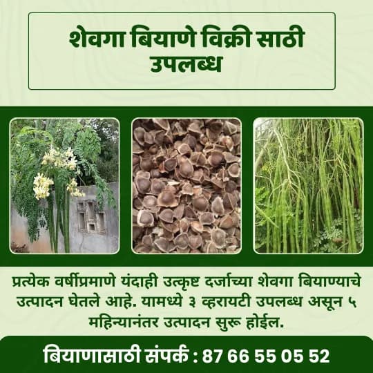 शेवगा बियाणे मिळेल