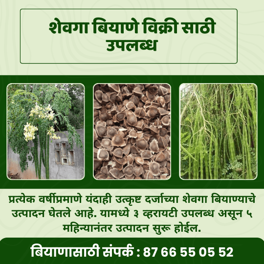 शेवगा बियाणे मिळेल