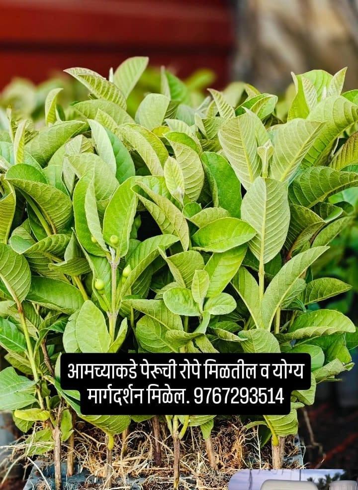 तैवान पिंक पेरू रोपे उपलब्ध