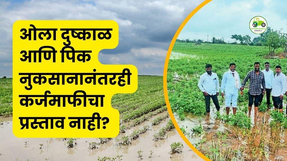 ओला दुष्काळ आणि पिकनुकसानानंतरही कर्जमाफीचा प्रस्ताव नाही? सुप्रिया सुळे यांचा गंभीर आरोप