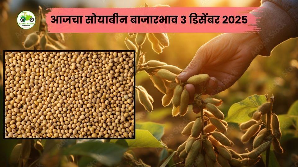 ३ डिसेंबर 2025 सोयाबीन बाजारभाव | महाराष्ट्रातील आजचे ताजे Soyabean Rate