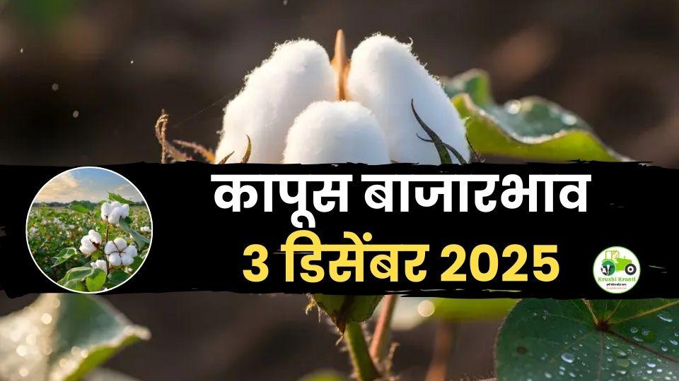 03 डिसेंबर 2025 कापूस बाजारभाव: महाराष्ट्रातील सर्व प्रमुख बाजारांचे ताजे दर