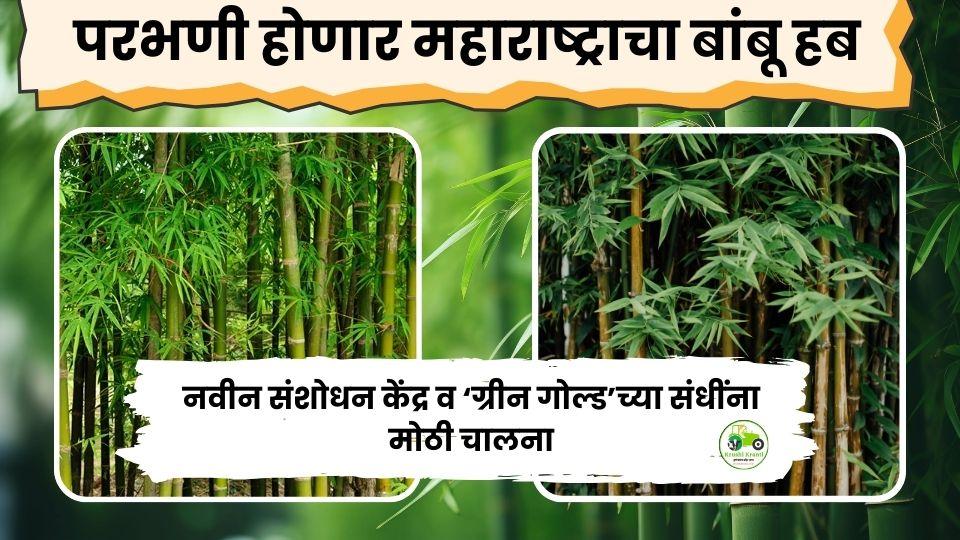 परभणी होणार महाराष्ट्राचा बांबू हब: नवीन संशोधन केंद्र व ‘ग्रीन गोल्ड’च्या संधींना मोठी चालना