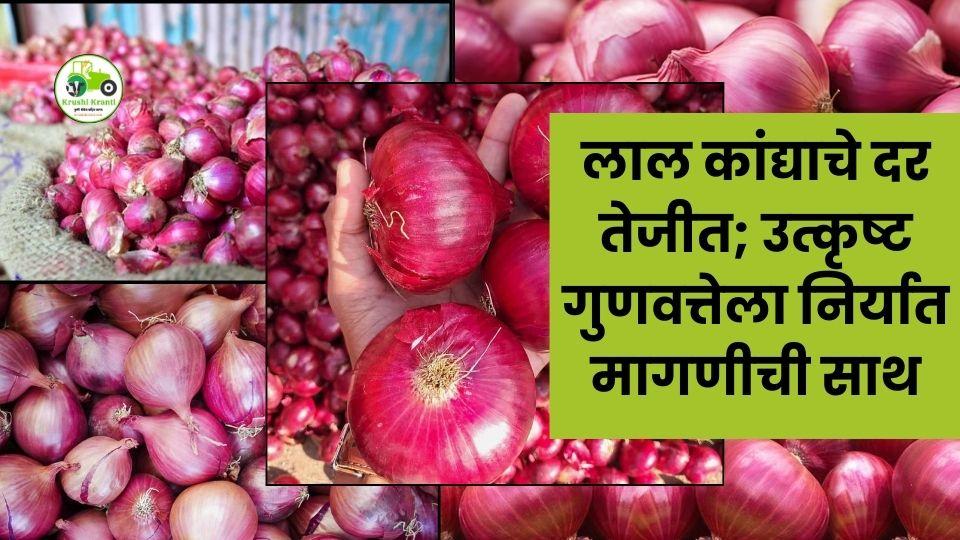 नाशिकमध्ये लाल कांद्याचे दर तेजीत; उत्कृष्ट गुणवत्तेला निर्यात मागणीची साथ