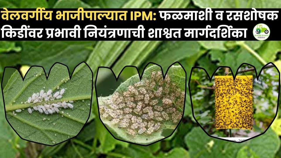 वेलवर्गीय भाजीपाल्यात IPM: फळमाशी व रसशोषक किडींवर प्रभावी नियंत्रणाची शाश्वत मार्गदर्शिका