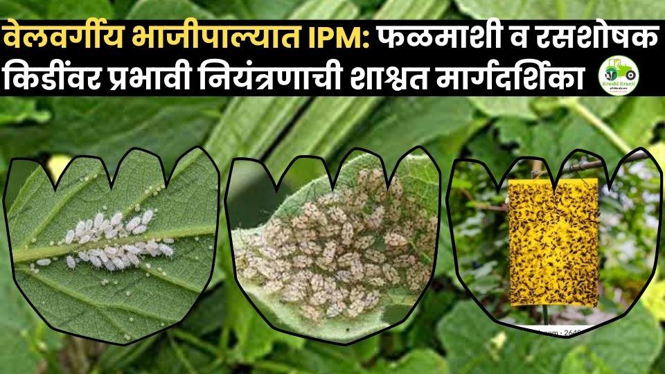 वेलवर्गीय भाजीपाल्यात IPM: फळमाशी व रसशोषक किडींवर प्रभावी नियंत्रणाची शाश्वत मार्गदर्शिका