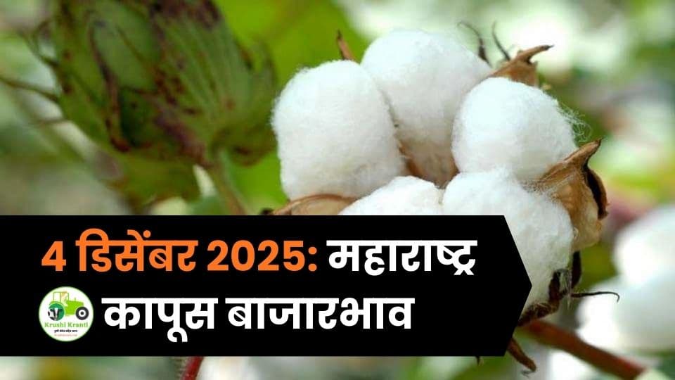४ डिसेंबर २०२५: महाराष्ट्र कापूस बाजारभाव – आजचे ताजे दर आणि संपूर्ण अपडेट