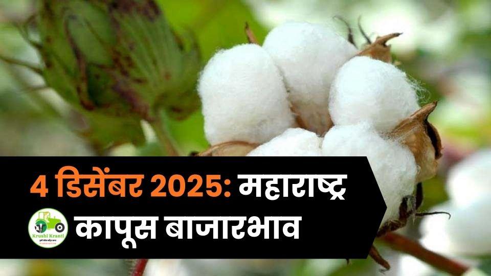 ४ डिसेंबर २०२५: महाराष्ट्र कापूस बाजारभाव – आजचे ताजे दर आणि संपूर्ण अपडेट