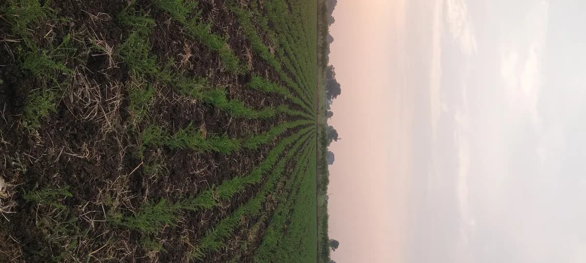 २ एकर रोड टच जमीन विक्रीसाठी उपलब्ध