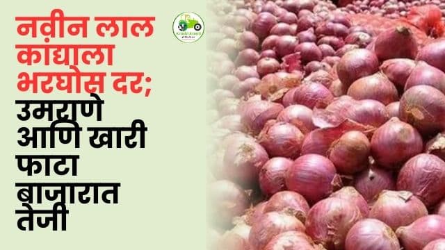नाशिकमध्ये नवीन लाल कांद्याला भरघोस दर; उमराणे आणि खारी फाटा बाजारात जोरदार तेजी