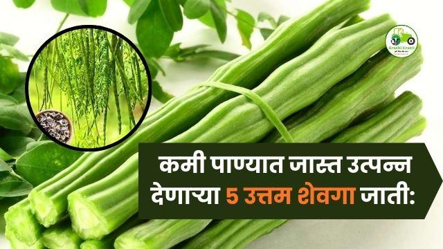 कमी पाण्यात जास्त उत्पन्न देणाऱ्या ५ उत्तम शेवगा जाती: रोहित-1, जाफना, भाग्या, PKM-1 आणि कोकण रुचिरा