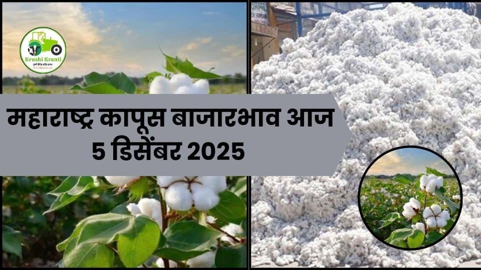 महाराष्ट्र कापूस बाजारभाव आज | 5 डिसेंबर 2025 | Cotton Bajarbhav Today