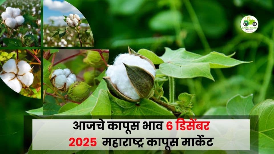 कापूस बाजारभाव आज – 6 डिसेंबर 2025 | महाराष्ट्रातील आजचे ताजे कापूस दर