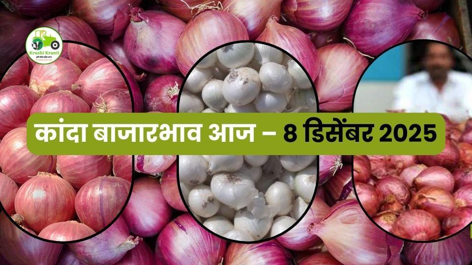 8 डिसेंबर 2025: महाराष्ट्र कांदा बाजारभाव | आजचे कांदा दर अपडेट