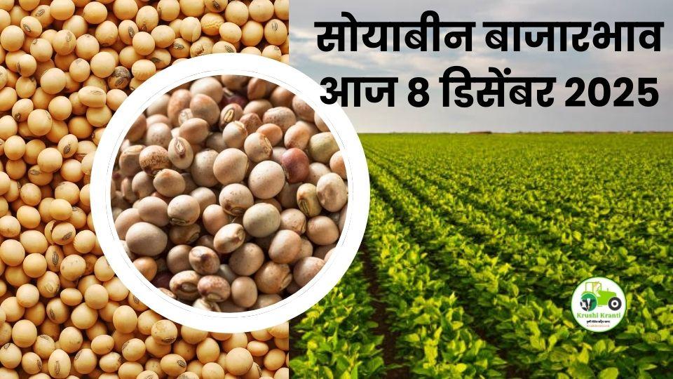 सोयाबीन बाजारभाव आज 8 डिसेंबर 2025 | Maharashtra Soyabean Bajarbhav
