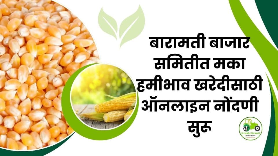 बारामतीत मका हमीभाव खरेदीसाठी ऑनलाइन नोंदणी सुरू; MSP 2400 रुपये क्विंटलनुसार दर निश्चित