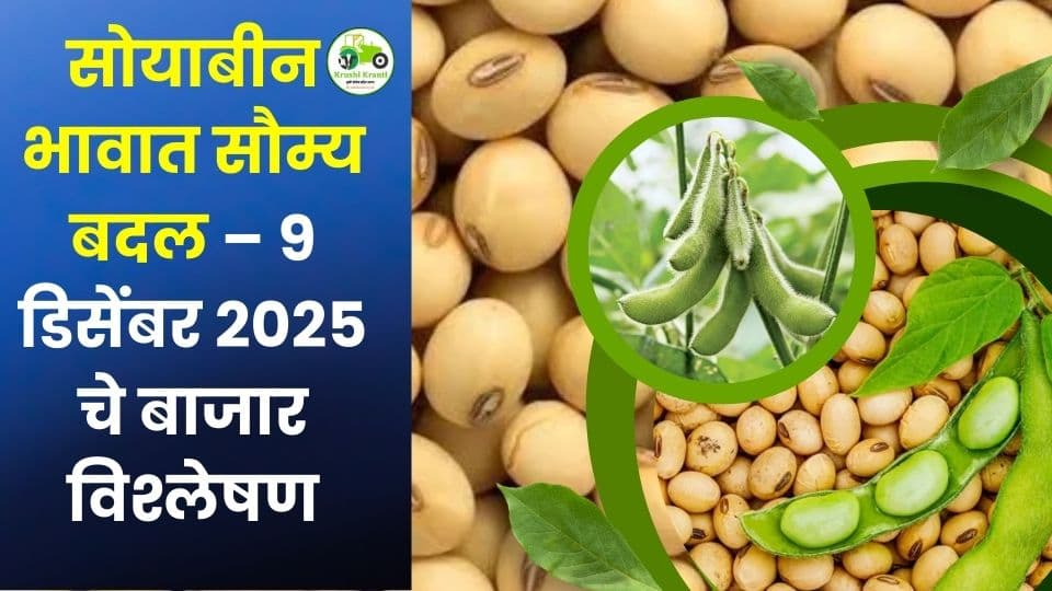 सोयाबीन बाजारभाव आज 9 डिसेंबर 2025 | महाराष्ट्रातील ताजे सोयाबीन दर