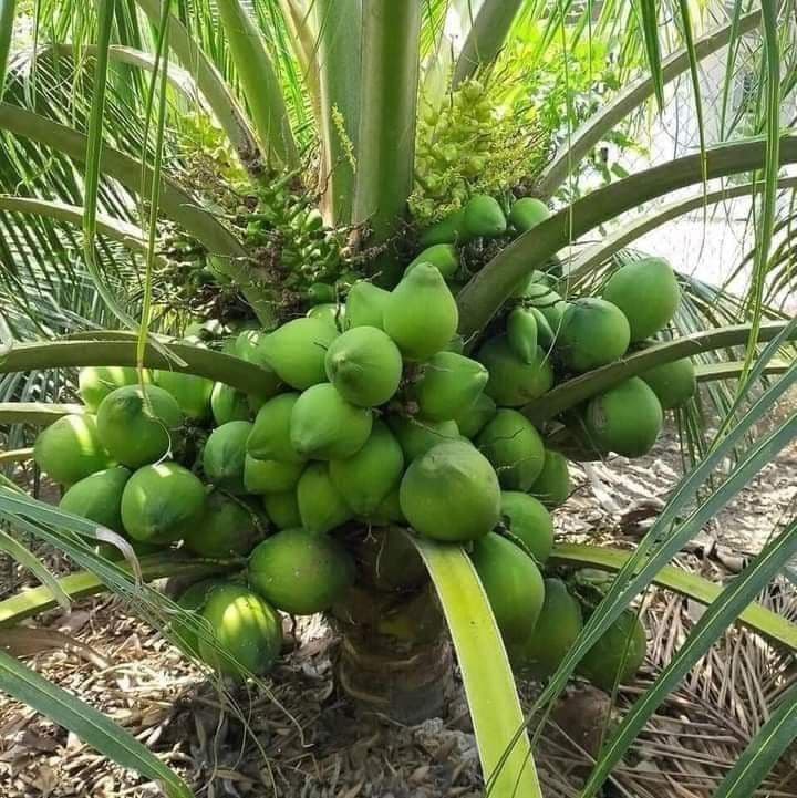 उत्तम दर्जाची सर्व प्रकारची रोपे उपलब्ध!