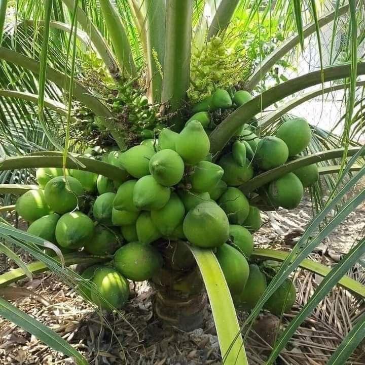 उत्तम दर्जाची सर्व प्रकारची रोपे उपलब्ध! 