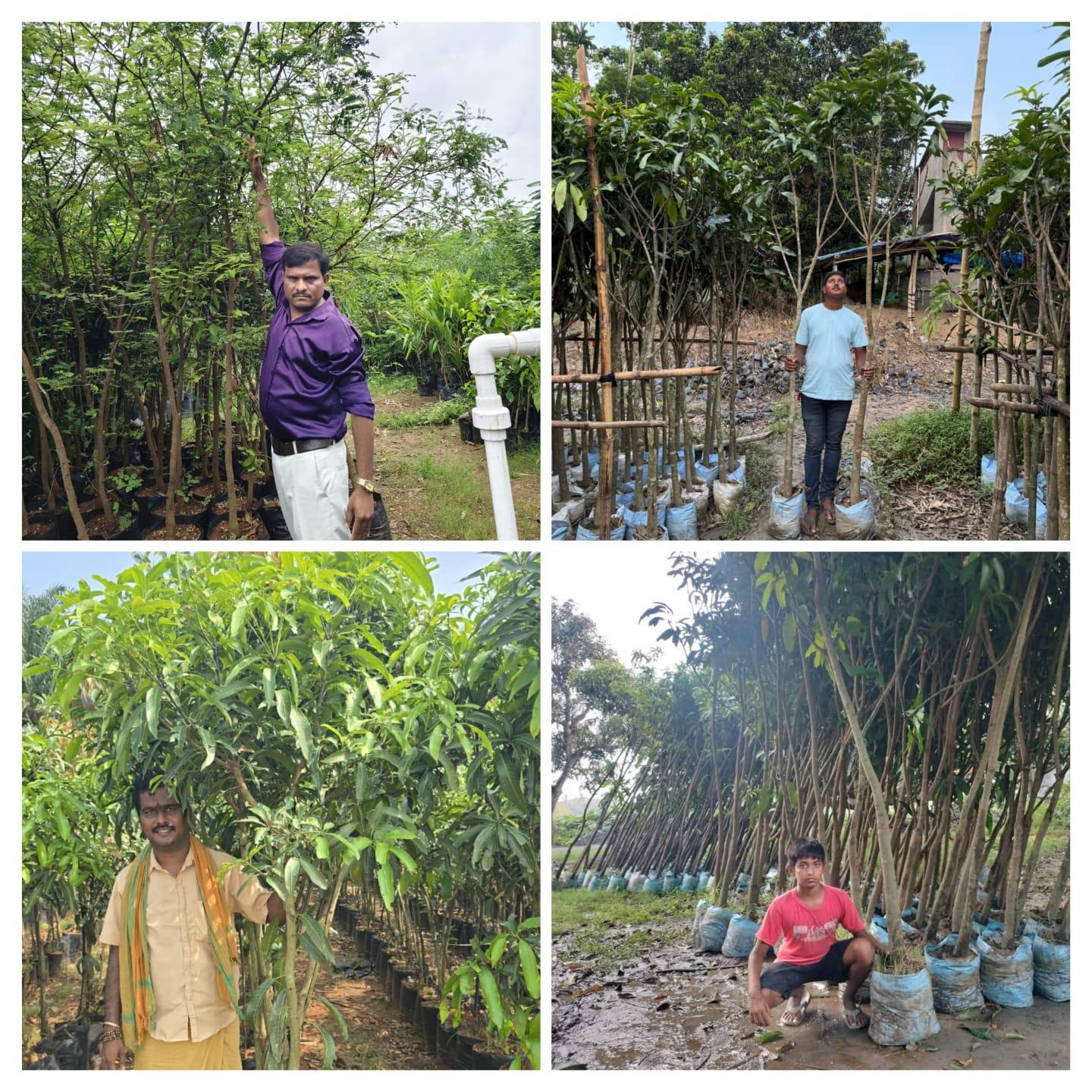 रस्ता अंतर्गत लागणारी आंबा व चिंच रोपे – होलसेलमध्ये उपलब्ध!