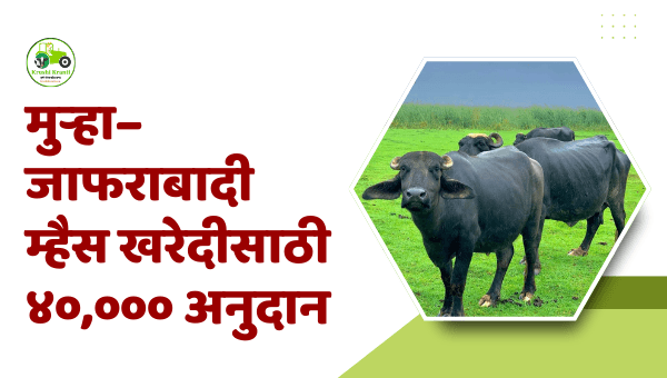 मुऱ्हा–जाफराबादी म्हैस खरेदीसाठी ४०,००० अनुदान
