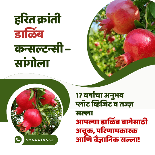 हरित क्रांती डाळिंब कन्सल्टन्सी, सांगोला