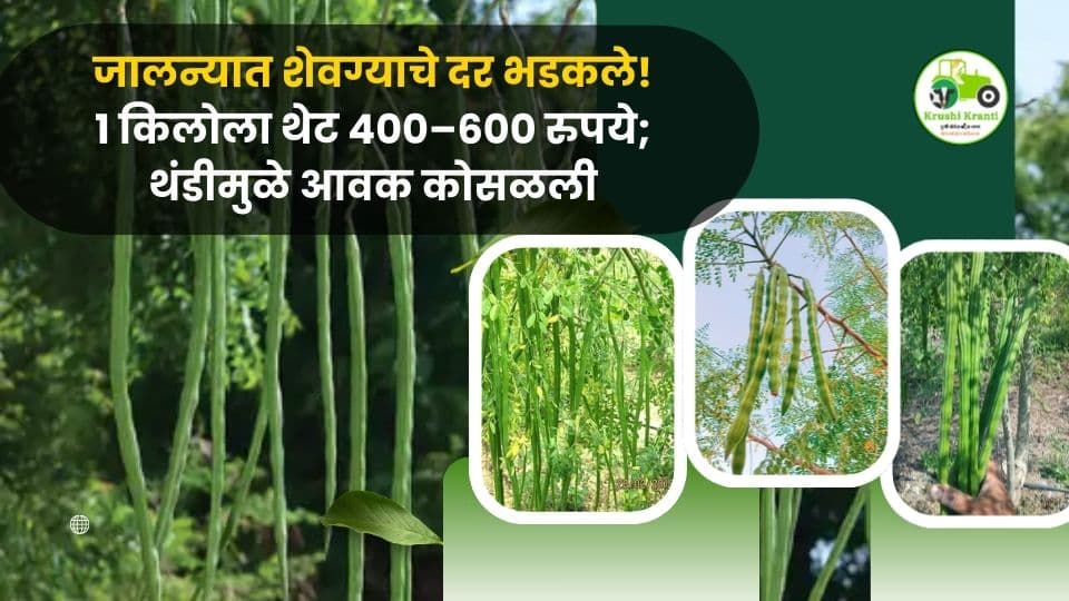 जालन्यात शेवगा महागला! १ किलोला ४००–६०० रुपये; थंडीमुळे आवक घट